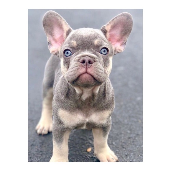 CUSTOM FRAMED PET PORTRAIT PAINTING - Picture 2 of 7